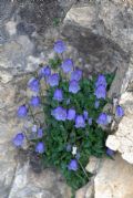 Campanula cochleariifolia